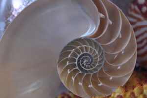 Read more about the article Golden Ratio Code – Sacred Geometry is the Medicine of the Universe